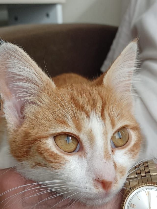 İlan fotoğrafı