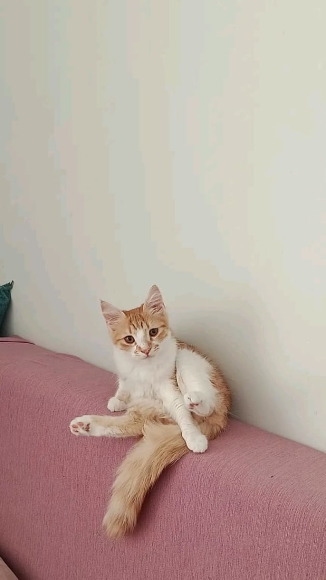 bamulbi - Kayıp