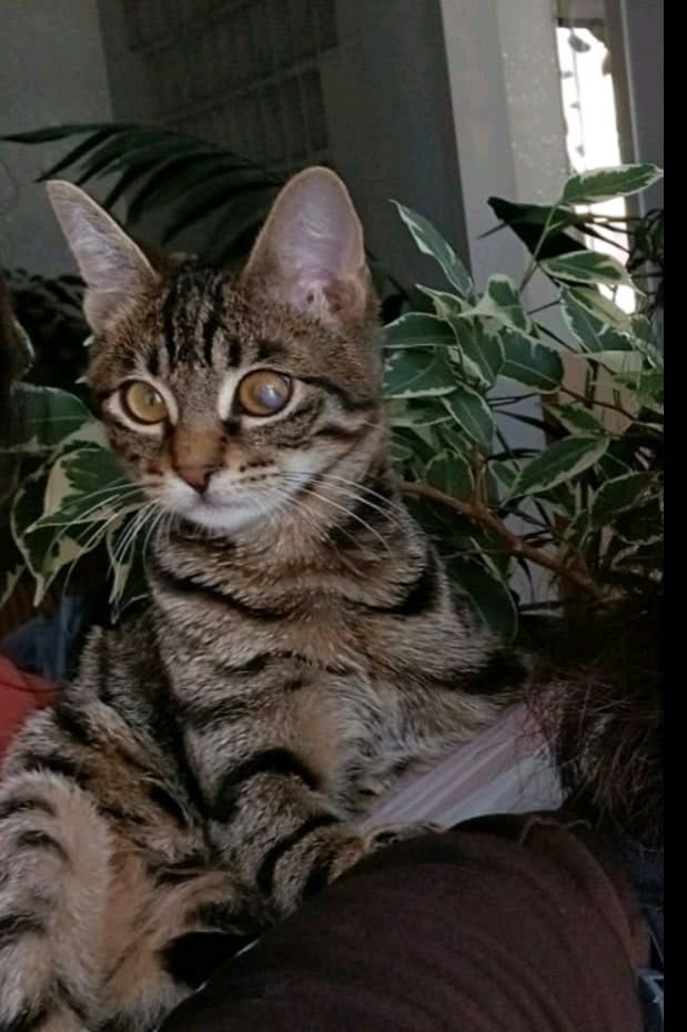 tekir - Kayıp