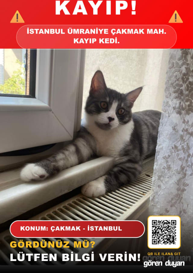 SİMBA - Kayıp