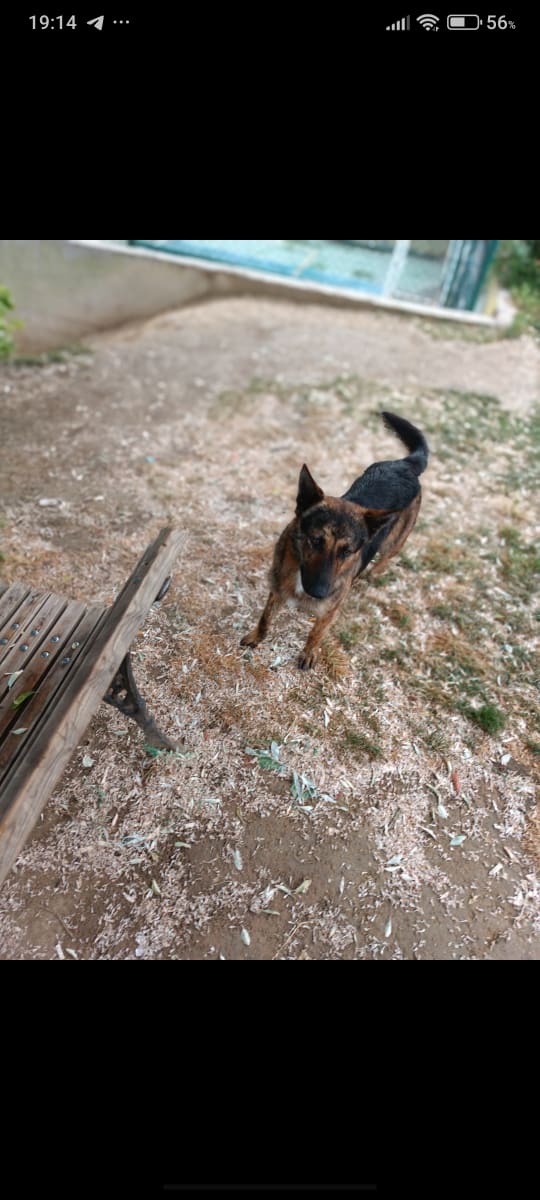 Kurt - Fotoğraf 2