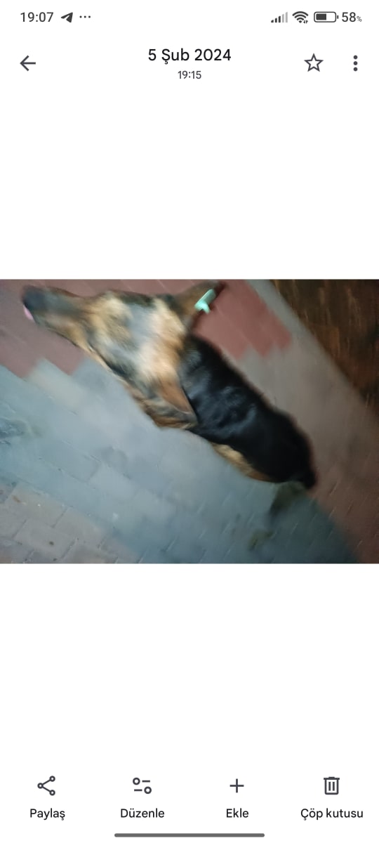 Kurt - Fotoğraf 4