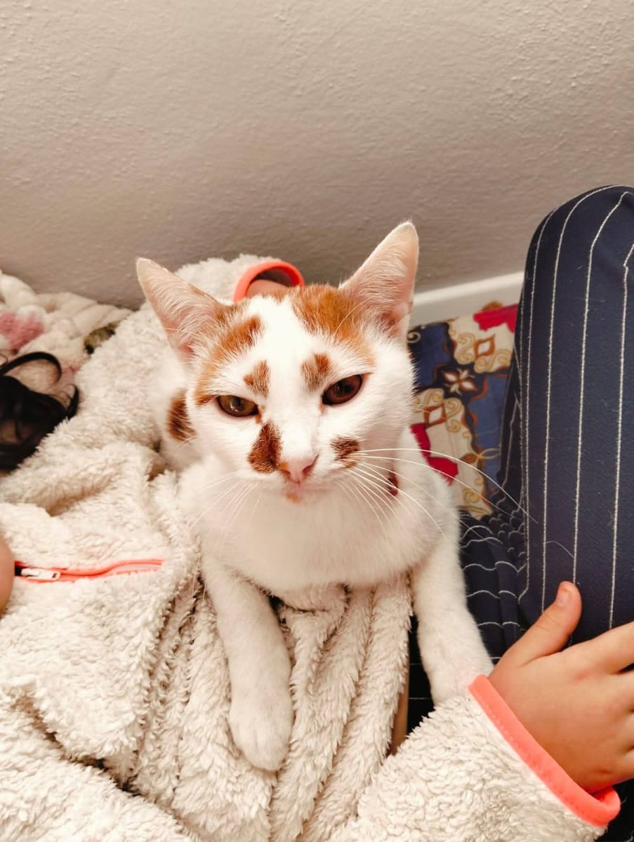 Kedi