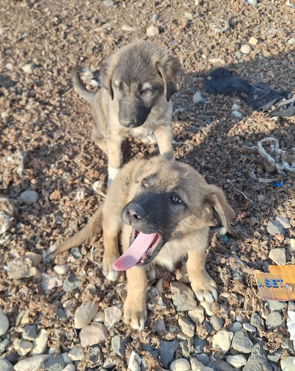 Köpek