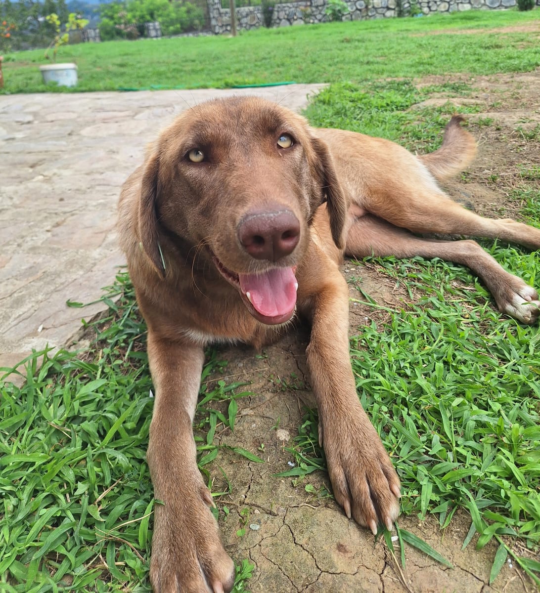 Köpek