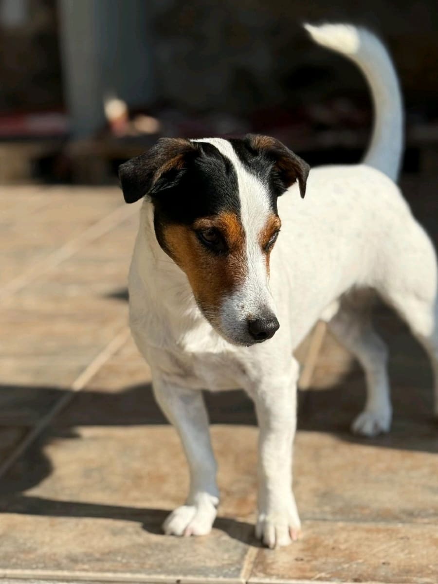 Miço - Fotoğraf 2