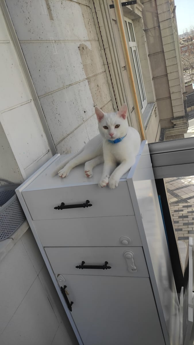 Kedi