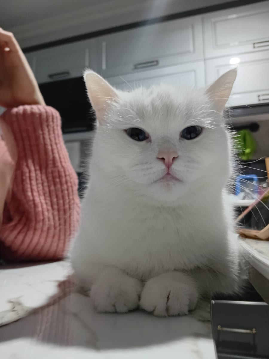Kedi