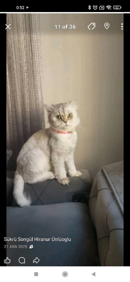 luna - Fotoğraf 2