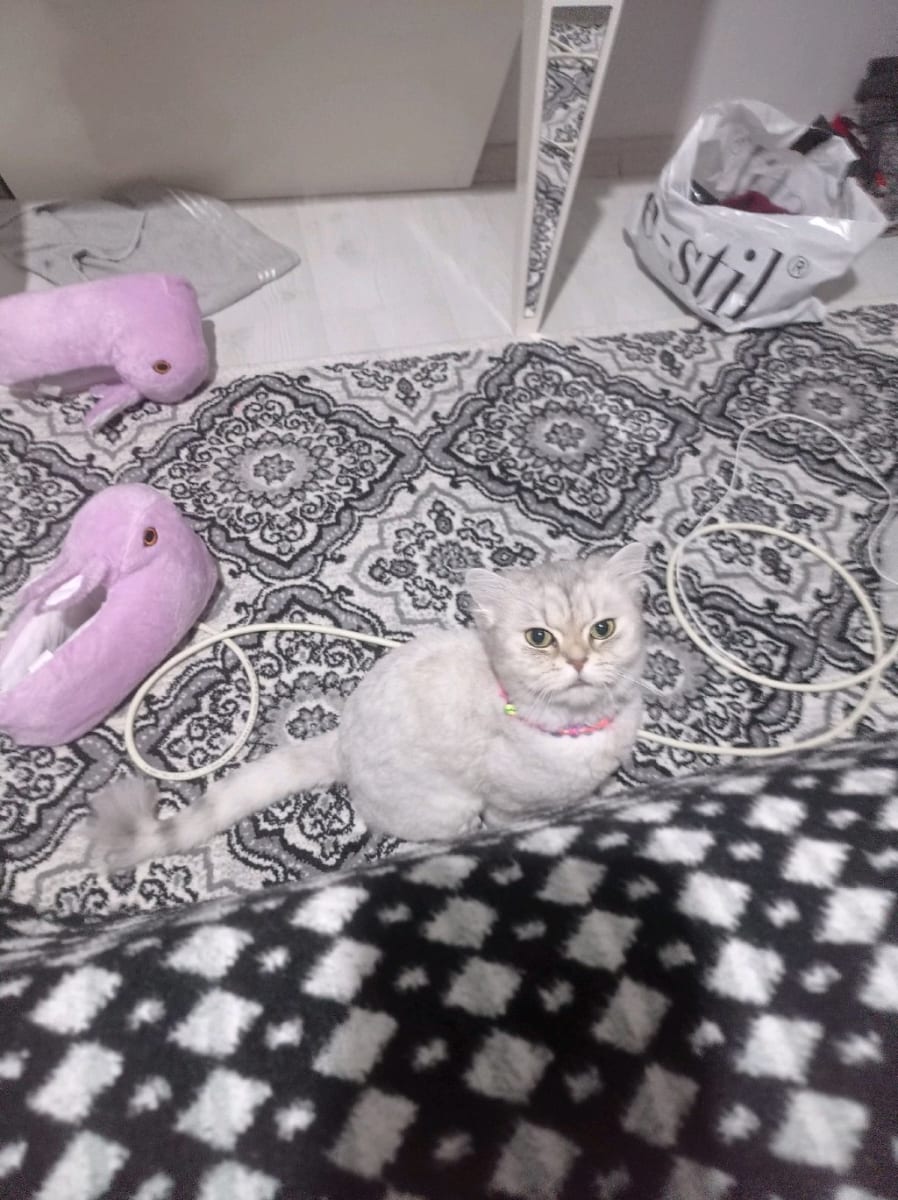 luna - Fotoğraf 3