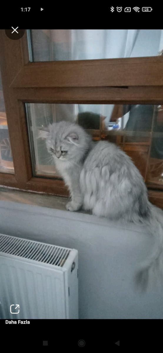 luna - Fotoğraf 4