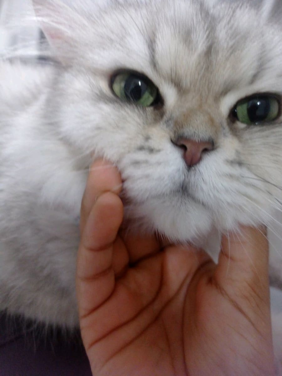 Luna - Fotoğraf 2