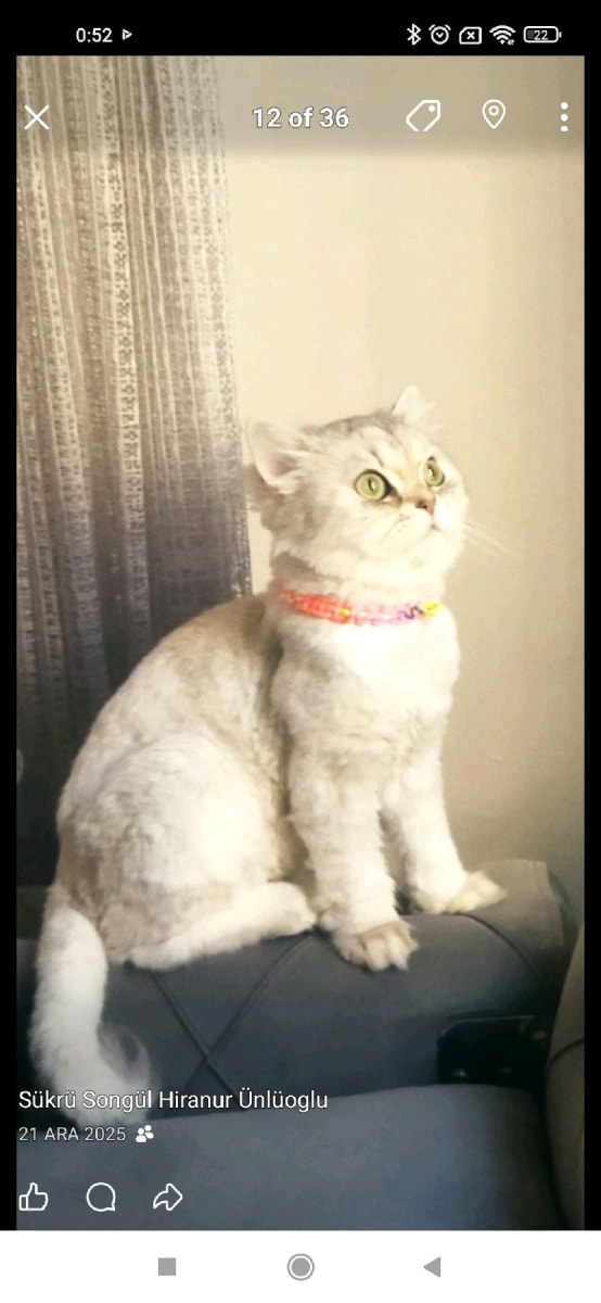 Luna - Fotoğraf 4