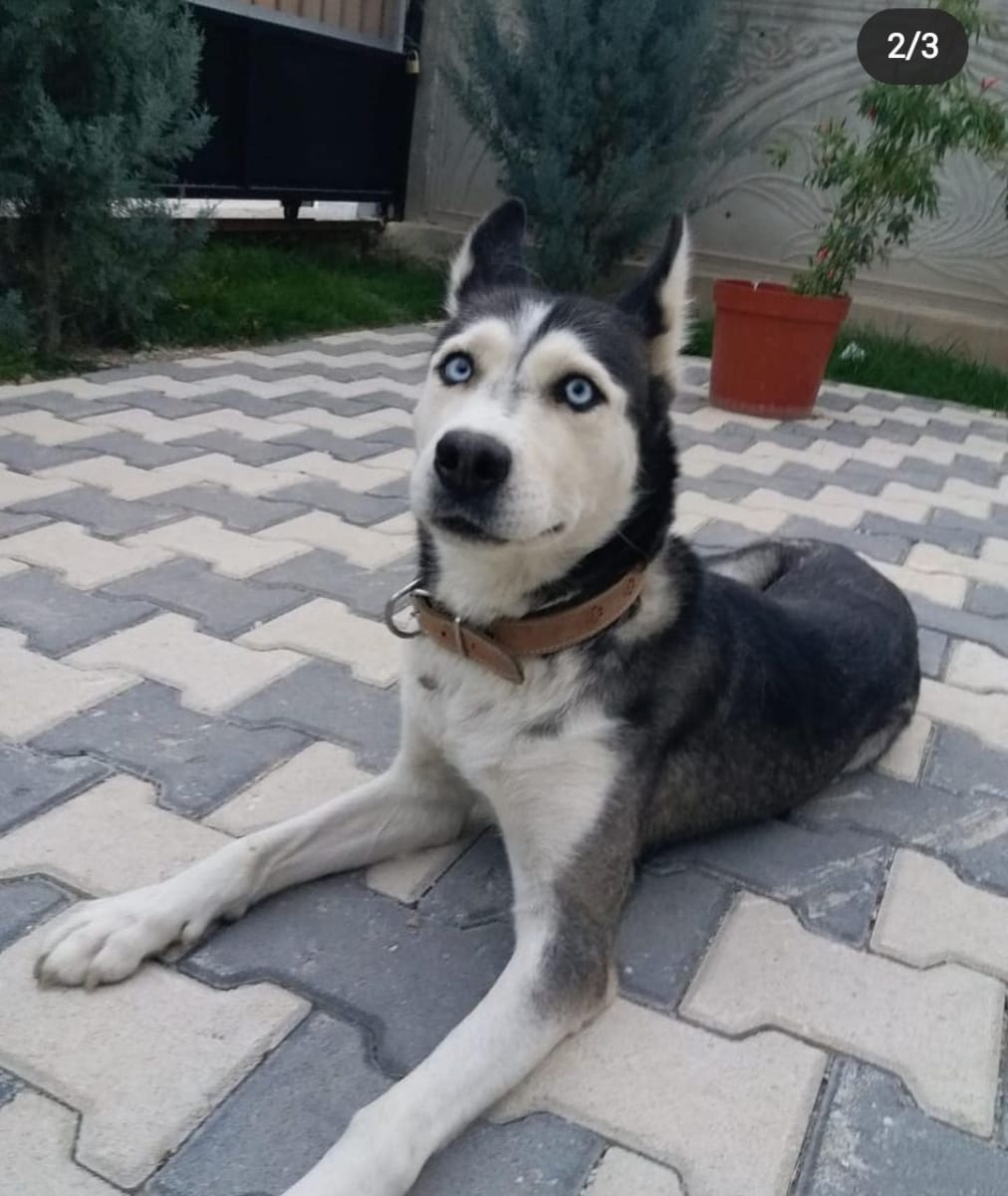 zeq - Fotoğraf 2