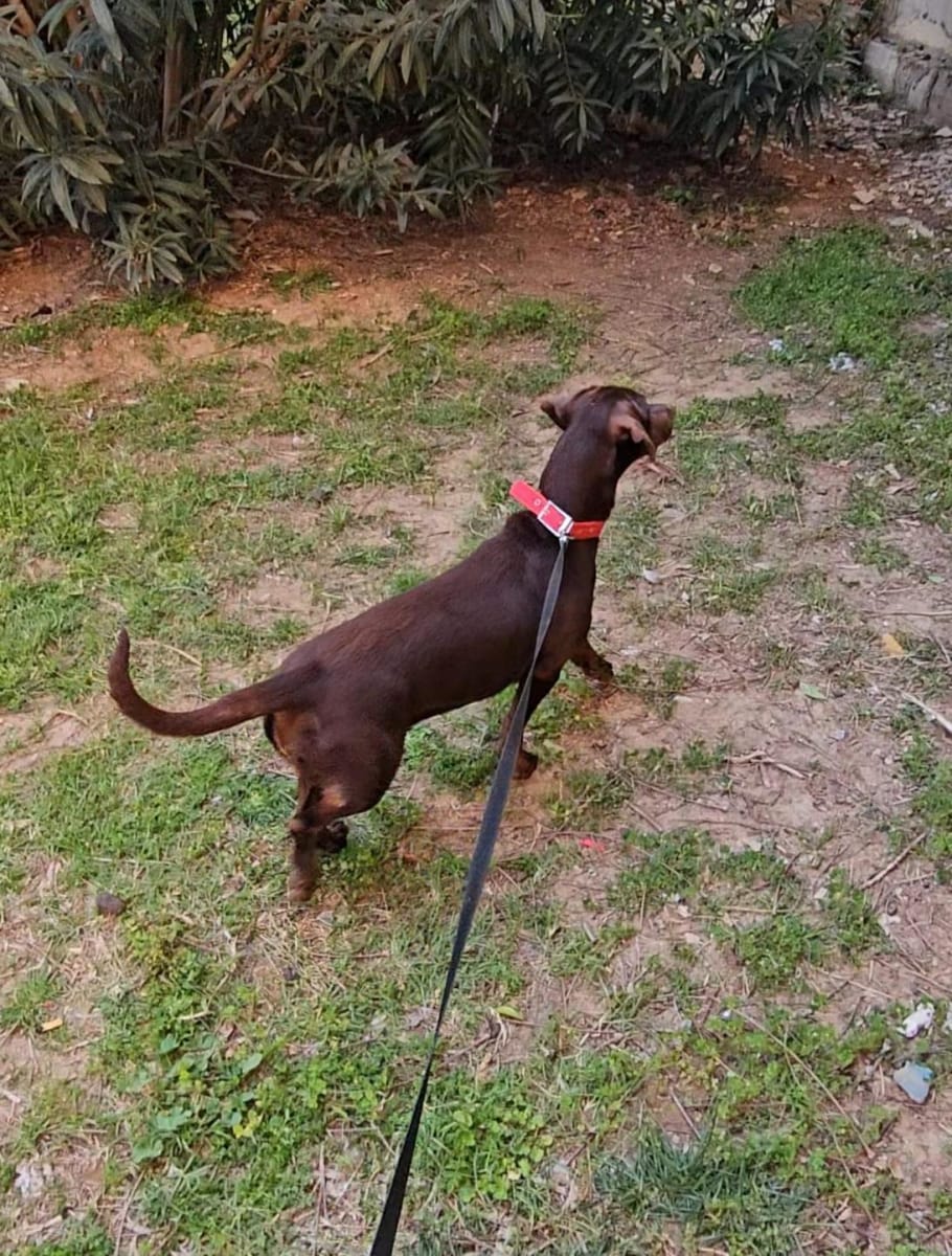 Roxy - Fotoğraf 5