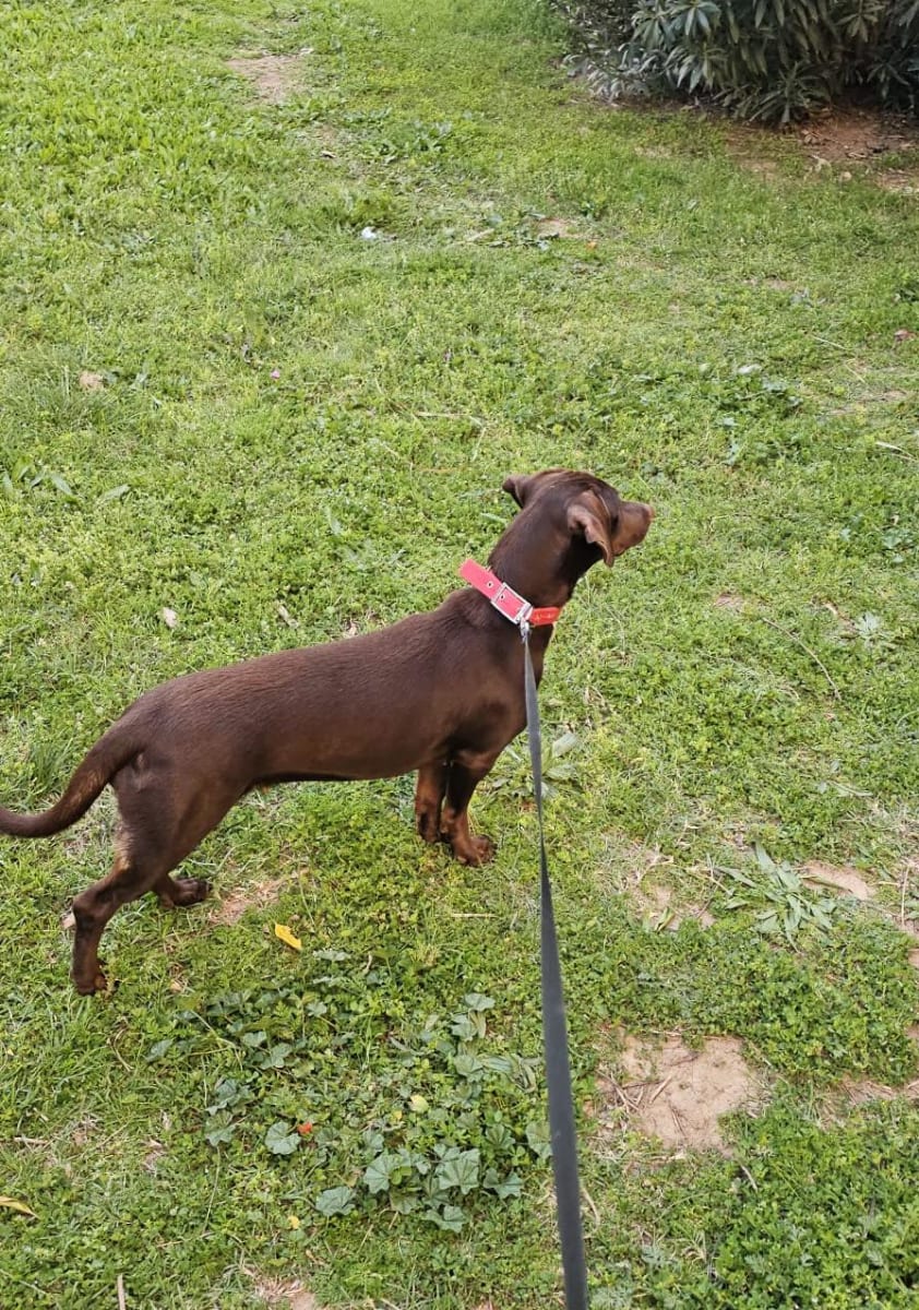 Roxy - Fotoğraf 4