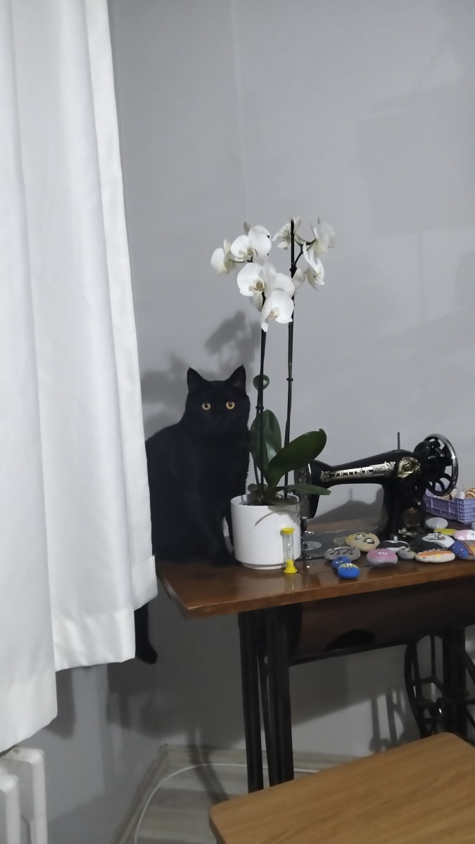 Zeytin - Fotoğraf 5