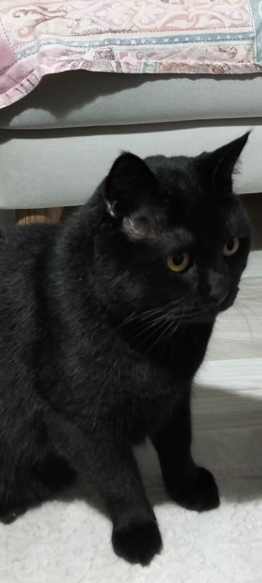 Zeytin - Fotoğraf 3