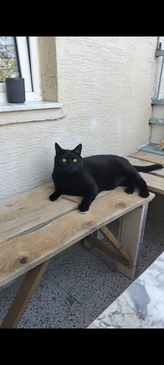 Zeytin - Fotoğraf 2