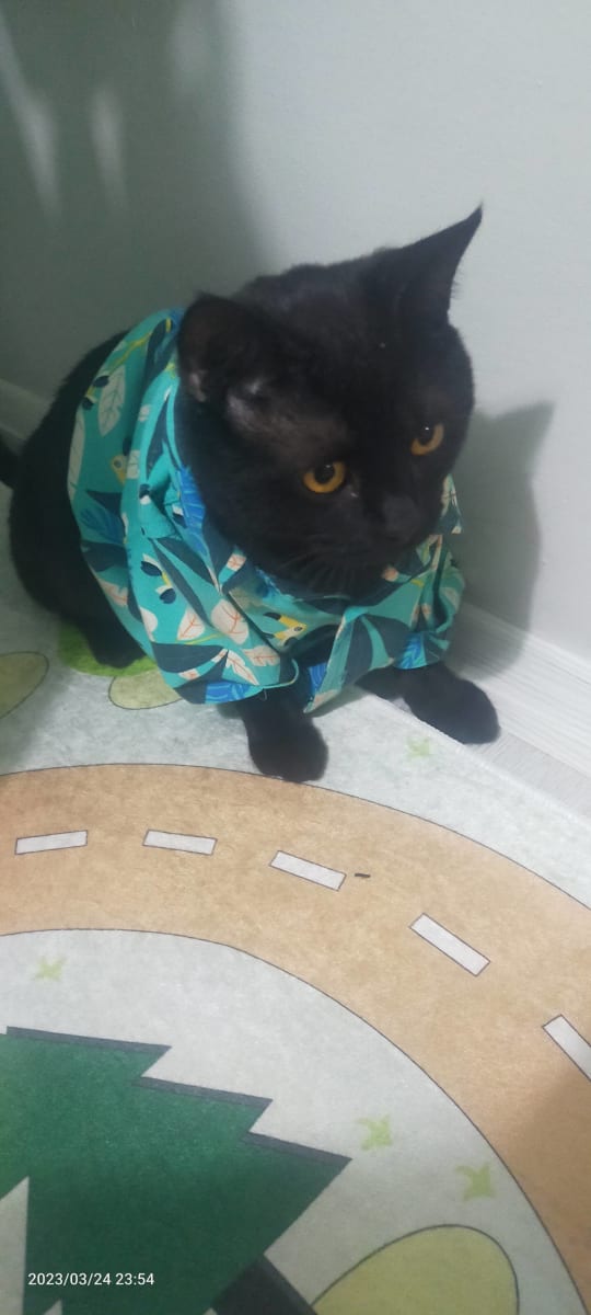 Zeytin - Fotoğraf 4