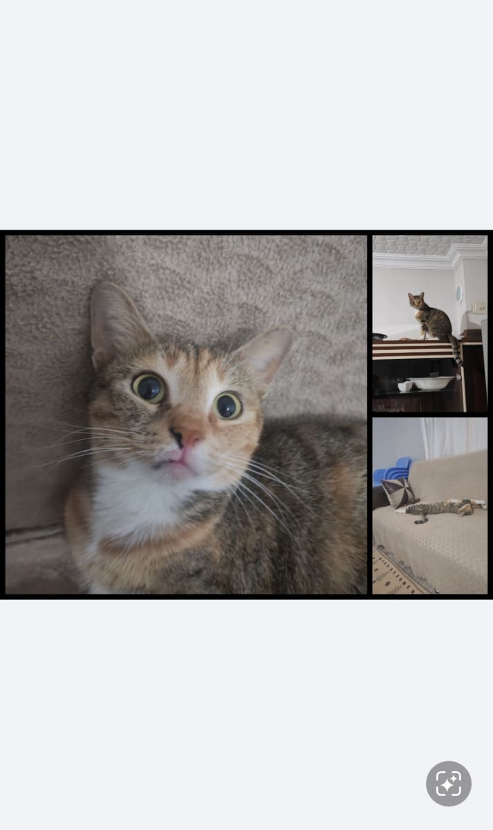 Kedi - Pazarcık