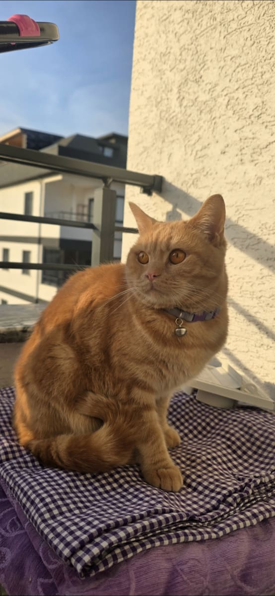 Kedi - Sultanbeyli