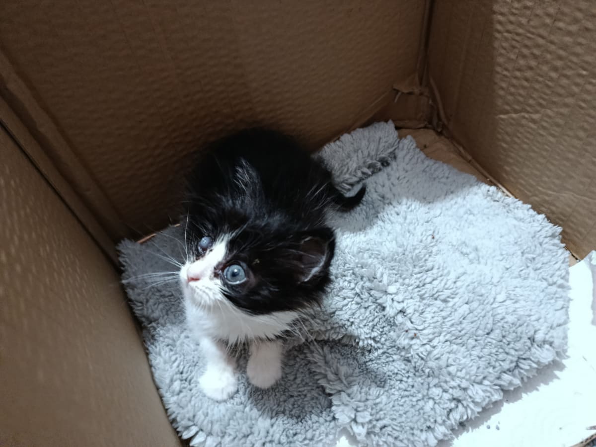Kedi - Fatih