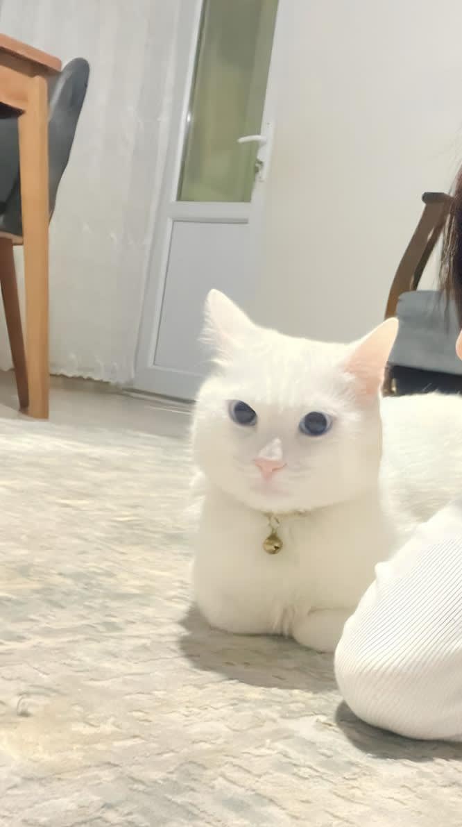 Kedi - Çayırova