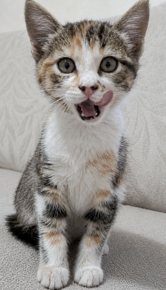 Kedi - Ümraniye