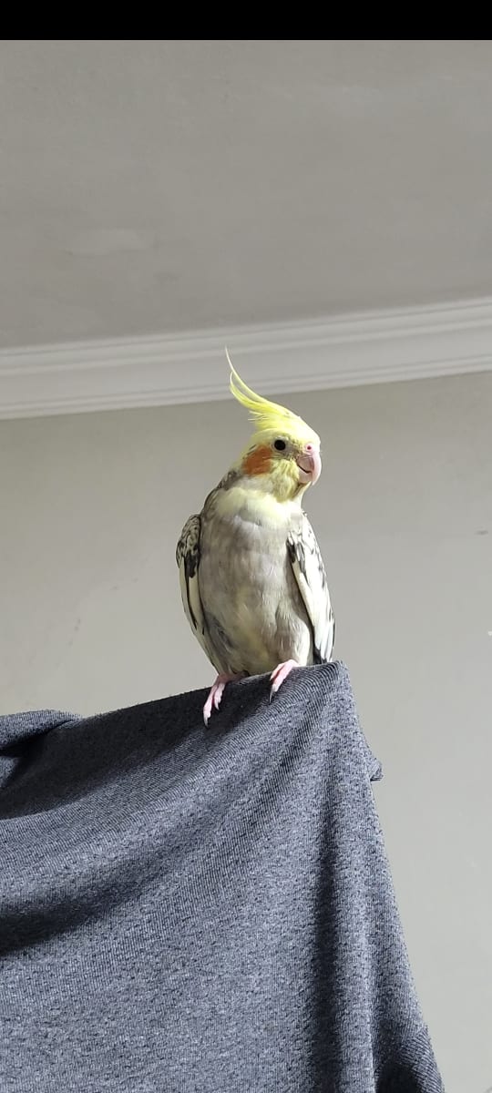 Kuki - Fotoğraf 3