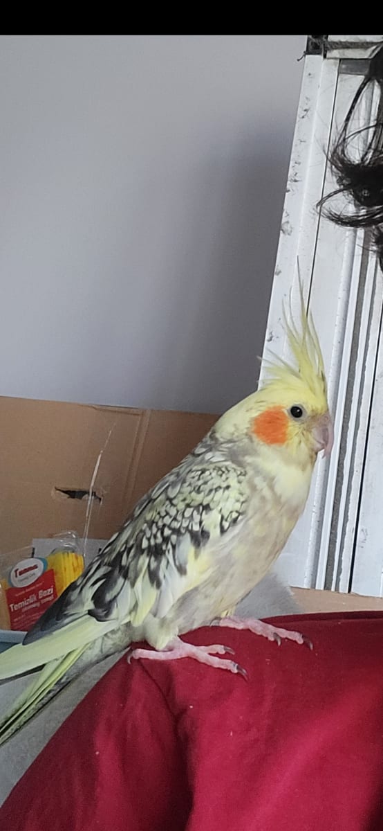 Kuki - Fotoğraf 2