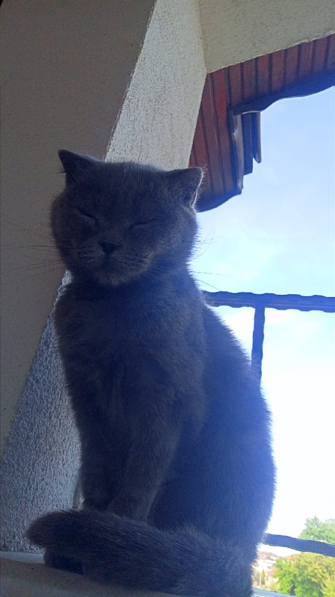 Kedi - Erenler