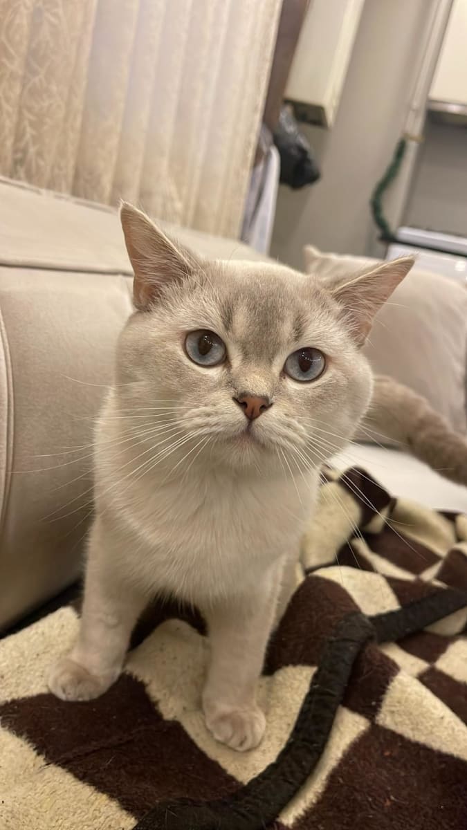 Kedi - Erenler