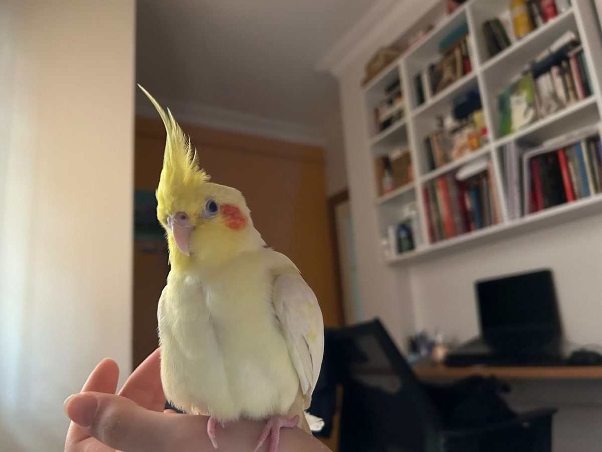 Remy - Fotoğraf 2