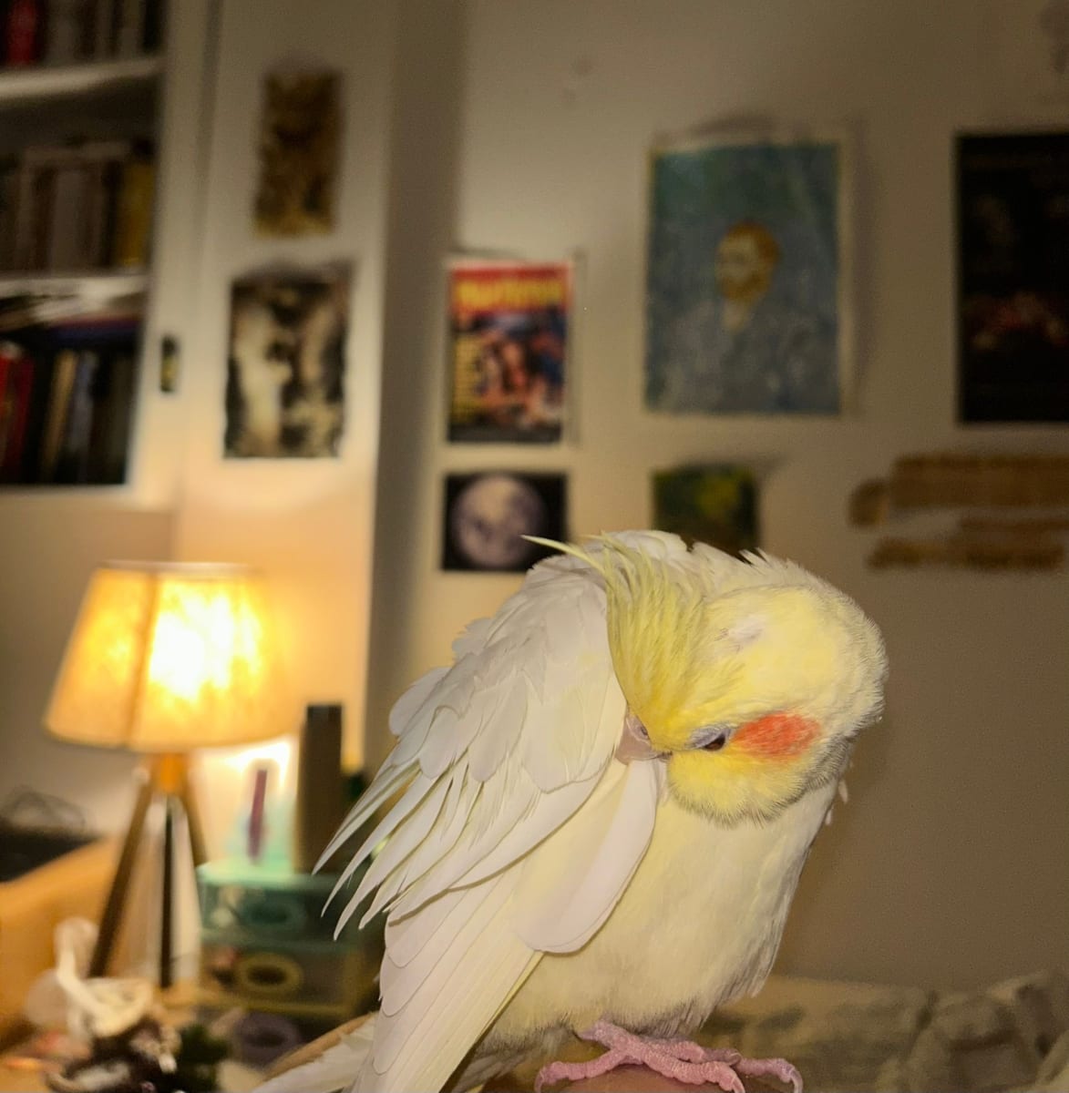 Remy - Fotoğraf 3