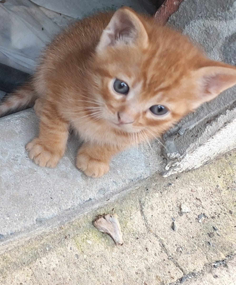Kedi - Arnavutköy