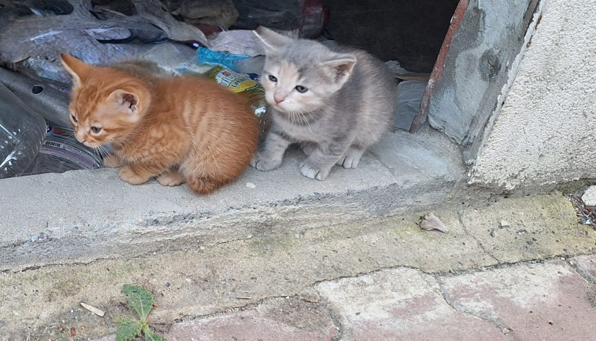 İlan - küçük resim 2