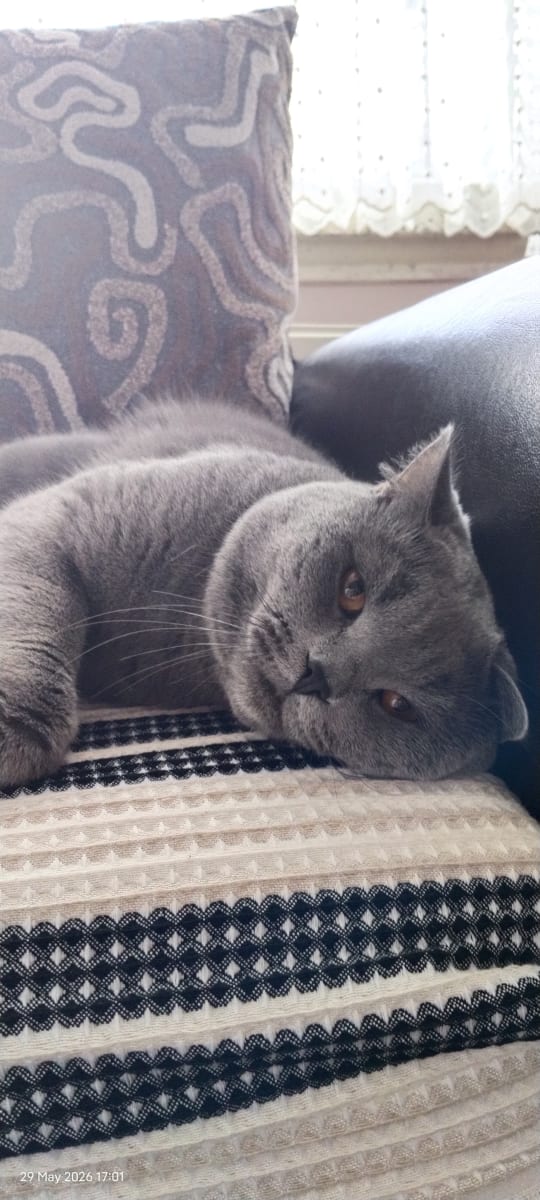 Kedi - Kazan