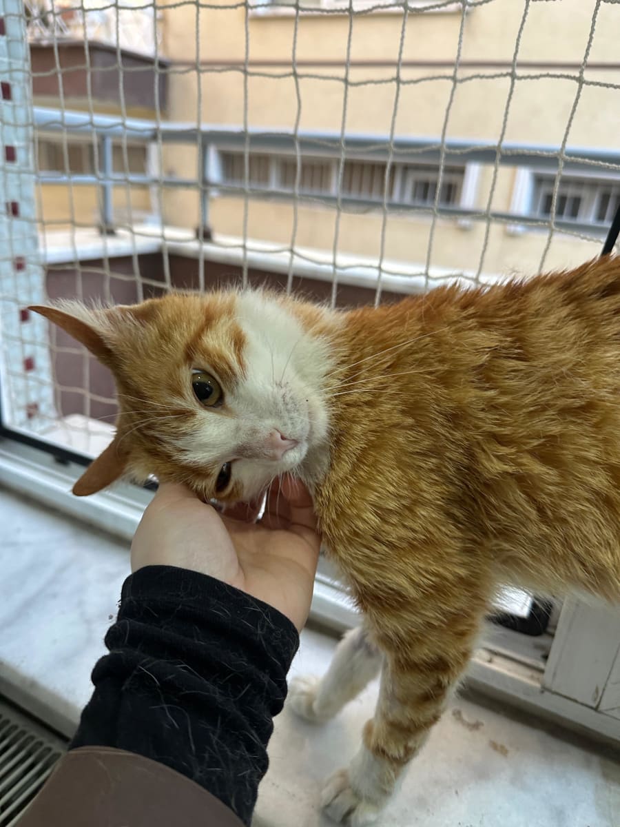 Kedi - Atakum