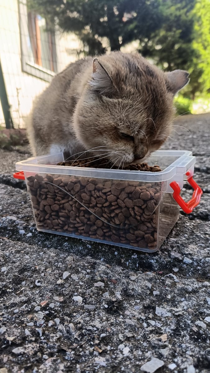 Kedi - Ümraniye