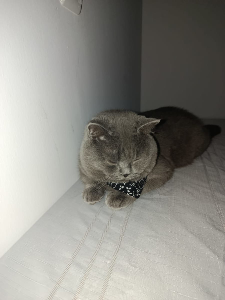 Junior - Fotoğraf 4
