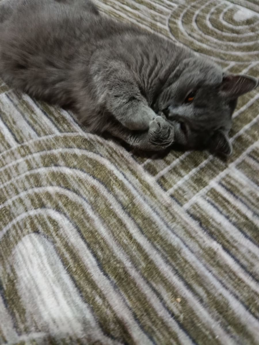 Junior - Fotoğraf 3