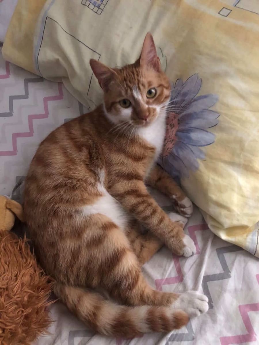 Aslan - Kedi - Kayıp