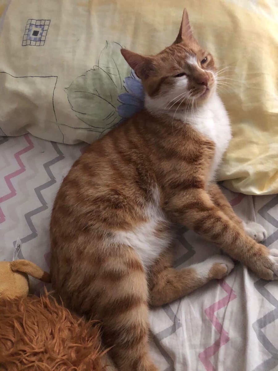 Aslan - Fotoğraf 2