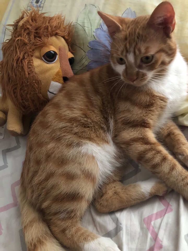 Aslan - Fotoğraf 3