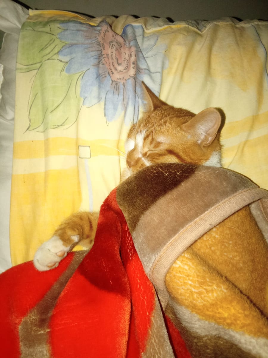 Aslan - Fotoğraf 4