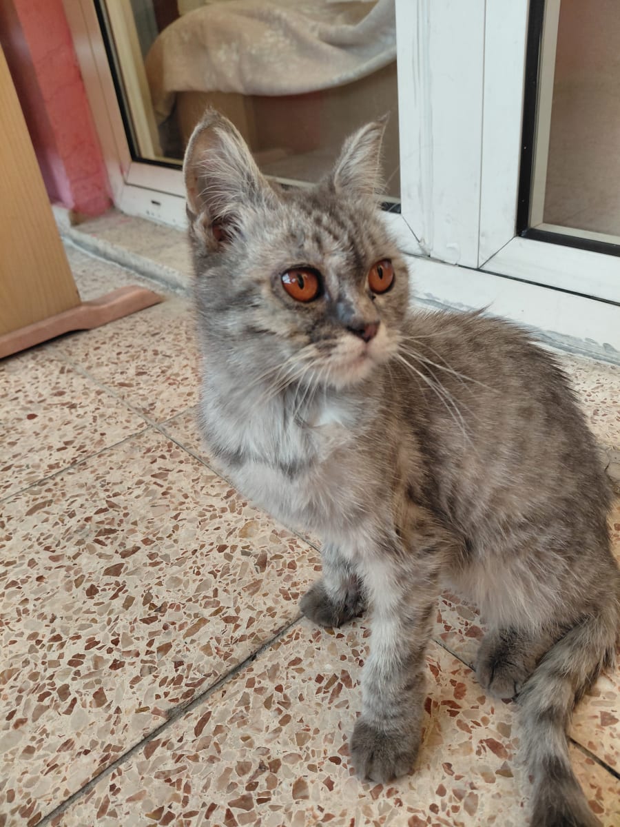 Kedi