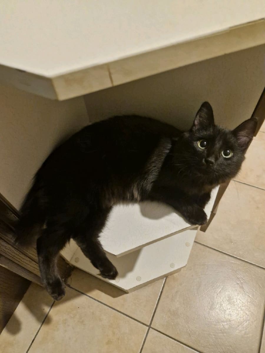 bilinmiyor - Kedi - Bulundu