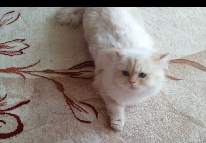 Kedi