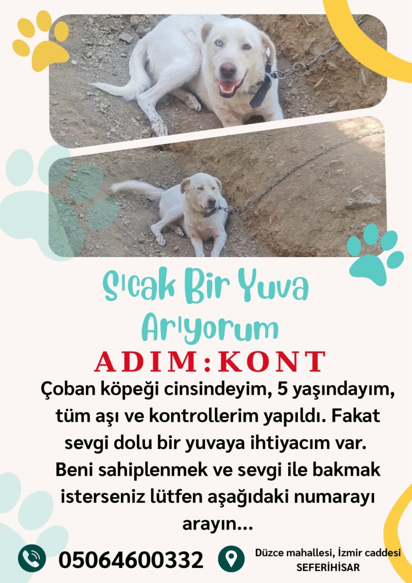 Köpek